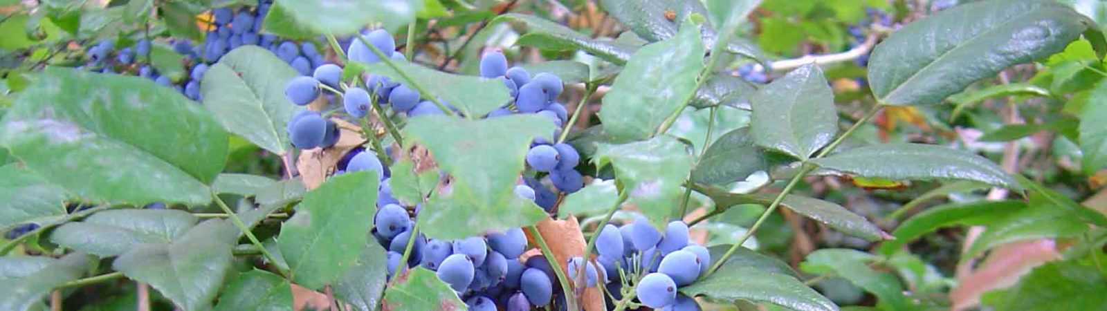 Mahonia-Aquifolium-Leaves-Berries