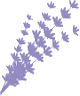 Natural Patches of Vermont Lavender
