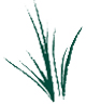 Natural Patches of Vermont Lemongrass
