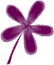 Natural Patches of Vermont Rose Geranium