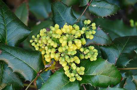 mahonia-aquifolium-plant