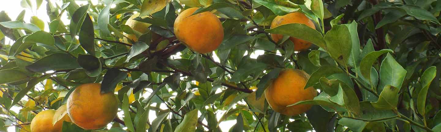 Bergamot tree