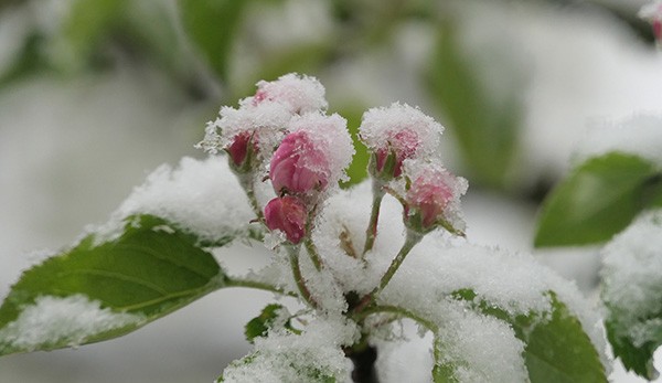 new-year blossom 
