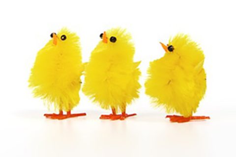 Easter-chicks-2018
