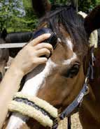 Airnergy-Stream-Horse-Treatment