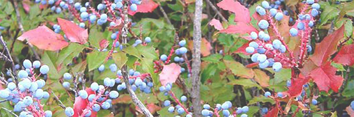 Mahonia-Aquifolium-Berberis-Oregon-Grape-Root