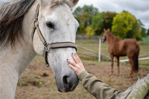 Magnessage-Therapy-for-horses