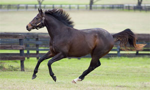Treat-your-horse-with-Magnessage-magnet-therapy