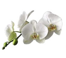 CombineEssences.co.uk