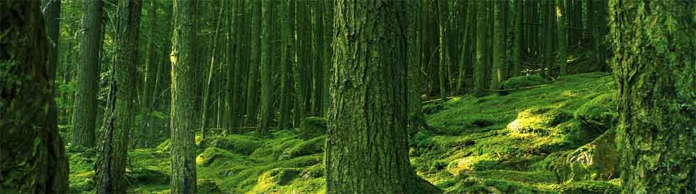 airnergy-forest-photosynthesis
