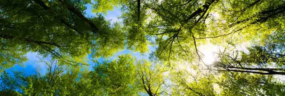 airnergy-forest-photosynthesis